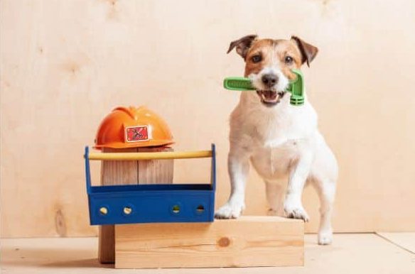 הדרה דיגיטל כלב עם ארגז כלים
